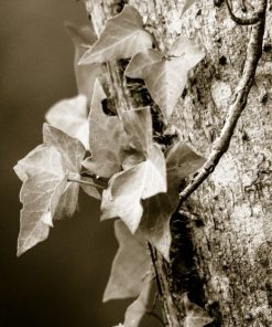 "Ivy Still Life" 8x10 Photography by Alix Collins