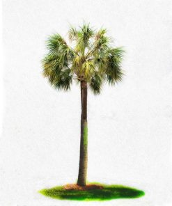 "Palmetto" 8x10 Photography by Alix Collins